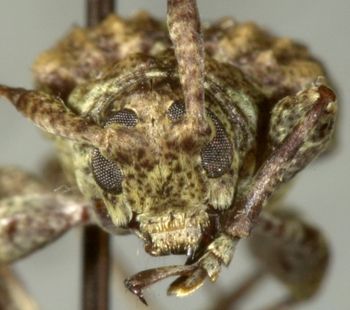 Media type: image;   Entomology 23763 Aspect: head frontal view